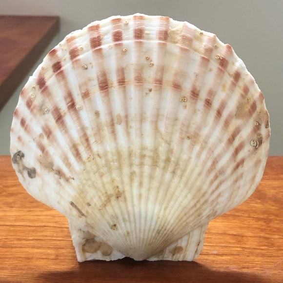 Natural Scallop Clam Shell Appetizer Plates (Luau, Seafood Party ) - Set Of 20 - Picture 12 of 17